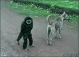 黑妹.gif