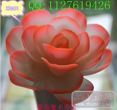 馨苑魔术香薰01.jpg