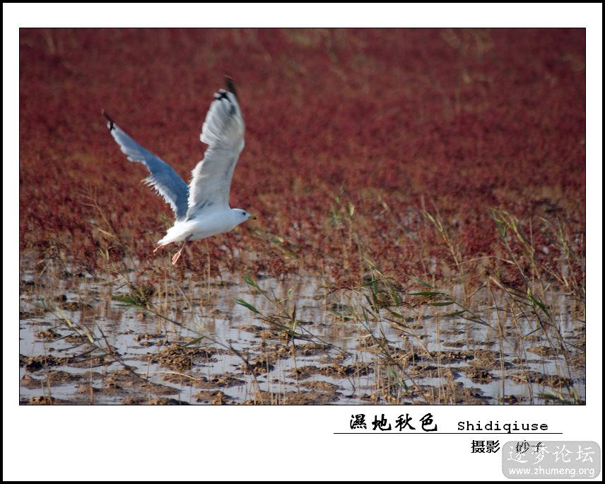 55期 秋色湿地 沙子摄.jpg